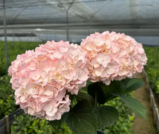 Hortensia Rosa