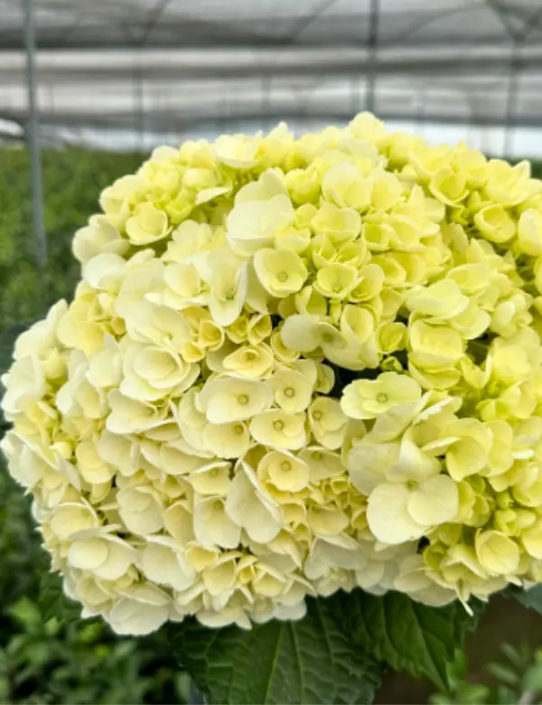 Hortensia Blanca