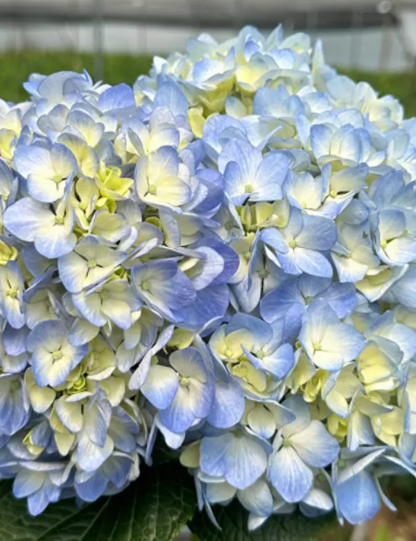 Hortensia Azul
